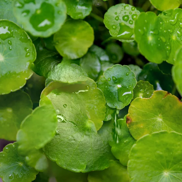 Foglie Cerchio Verde Piante Acquatiche Luminoso Sfondo Fresco Naturale Verde — Foto Stock