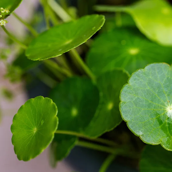 Yeşil çember ayrılıyor. Su bitkileri. Parlak, doğal, taze bir geçmiş. Yeşillik. Arkaplan veya duvar kağıdı için.
