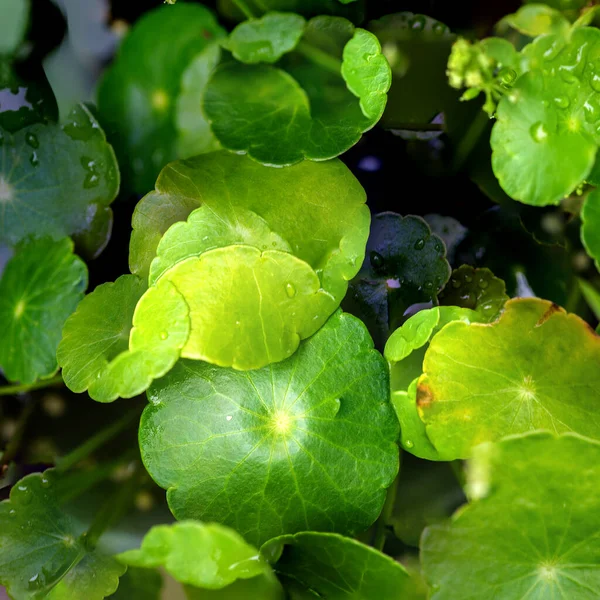 Yeşil çember ayrılıyor. Su bitkileri. Parlak, doğal, taze bir geçmiş. Yeşillik. Arkaplan veya duvar kağıdı için.