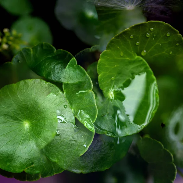 Yeşil çember ayrılıyor. Su bitkileri. Parlak, doğal, taze bir geçmiş. Yeşillik. Arkaplan veya duvar kağıdı için.