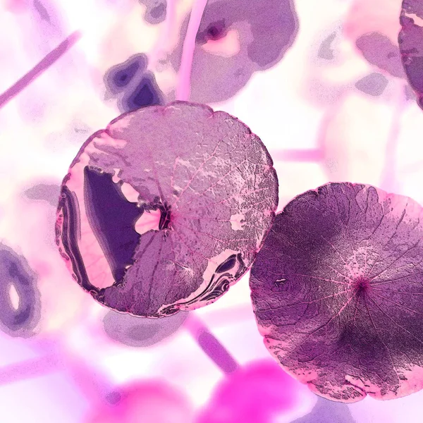 Nergisler. Yeşil bitkiler. Parlak doğal bir geçmişi, su bitkileri. Arkaplan veya duvar kağıdı için.