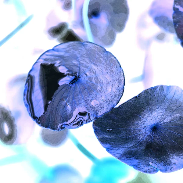 Nergisler. Yeşil bitkiler. Parlak doğal bir geçmişi, su bitkileri. Arkaplan veya duvar kağıdı için.