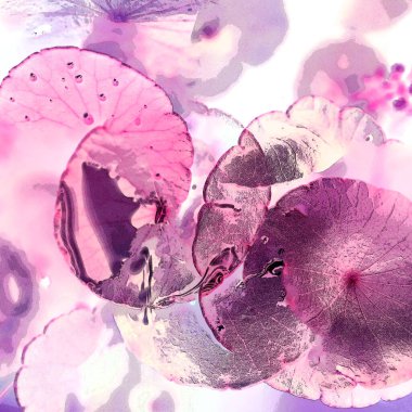 Nergisler. Yeşil bitkiler. Parlak doğal bir geçmişi, su bitkileri. Arkaplan veya duvar kağıdı için.