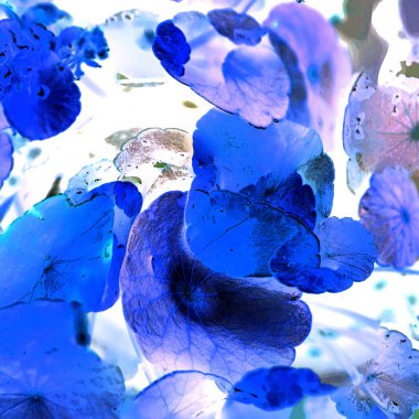 Nergisler. Yeşil bitkiler. Parlak doğal bir geçmişi, su bitkileri. Arkaplan veya duvar kağıdı için.