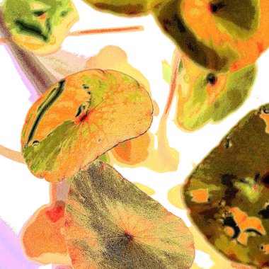 Yeşil çember ayrılıyor. Su bitkileri. Parlak, doğal, taze bir geçmiş. Yeşillik. Arkaplan veya duvar kağıdı için.