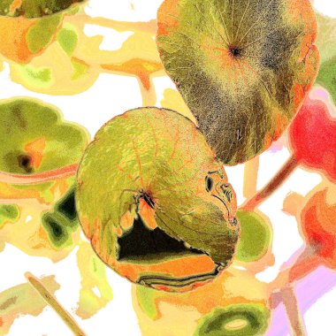 Yeşil çember ayrılıyor. Su bitkileri. Parlak, doğal, taze bir geçmiş. Yeşillik. Arkaplan veya duvar kağıdı için.