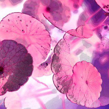 Yeşil çember ayrılıyor. Su bitkileri. Parlak, doğal, taze bir geçmiş. Yeşillik. Arkaplan veya duvar kağıdı için.