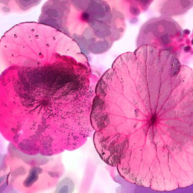 Yeşil çember ayrılıyor. Su bitkileri. Parlak, doğal, taze bir geçmiş. Yeşillik. Arkaplan veya duvar kağıdı için.