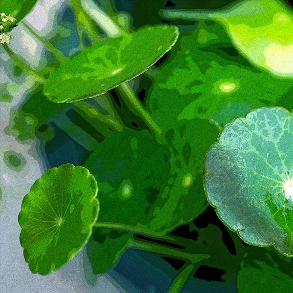 Foglie Cerchio Verde Piante Acquatiche Luminoso Sfondo Fresco Naturale Verde — Foto Stock