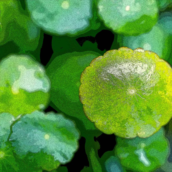 Green Circle Leaves Aquatic Plants Bright Natural Fresh Background Greenery — Stockfoto