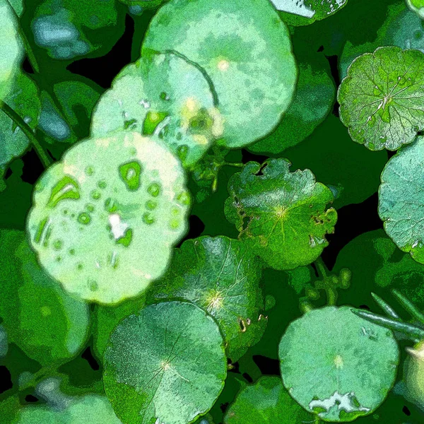 Yeşil çember ayrılıyor. Su bitkileri. Parlak, doğal, taze bir geçmiş. Yeşillik. Arkaplan veya duvar kağıdı için.