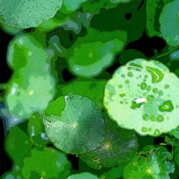 Green Circle Leaves Aquatic Plants Bright Natural Fresh Background Greenery — Photo