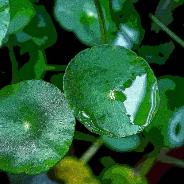 Πράσινος Κύκλος Φεύγει Υδρόβια Φυτά Φωτεινό Φυσικό Φρέσκο Φόντο Πράσινο — Φωτογραφία Αρχείου