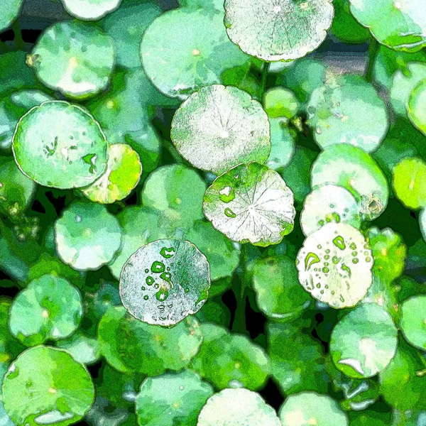 Green Circle Leaves Aquatic Plants Bright Natural Fresh Background Greenery — Stockfoto