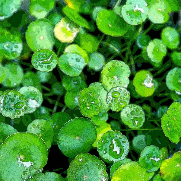 Grüner Kreis Geht Wasserpflanzen Helle Natürliche Frische Hintergrund Grün Für — Stockfoto