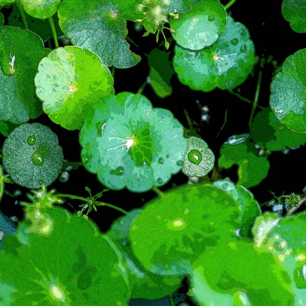 Feuilles Cercle Vert Plantes Aquatiques Fond Frais Naturel Lumineux Verdure — Photo