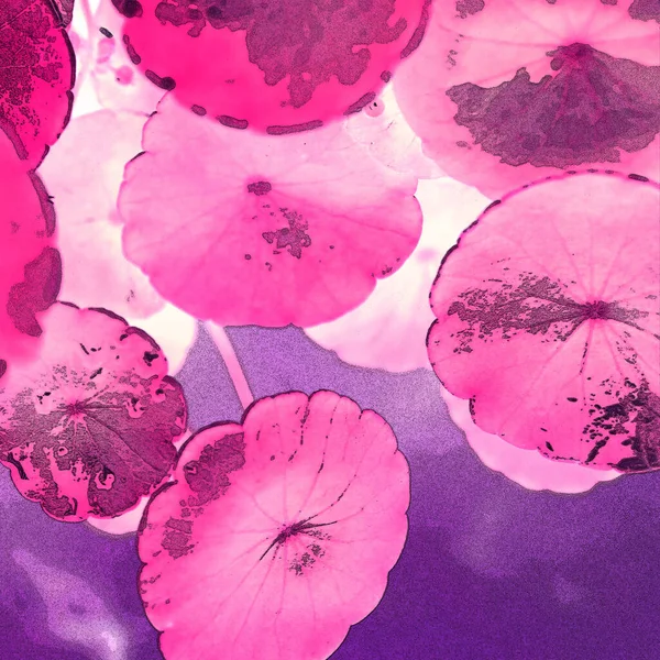 Yeşil çember ayrılıyor. Su bitkileri. Parlak, doğal, taze bir geçmiş. Yeşillik. Arkaplan veya duvar kağıdı için.