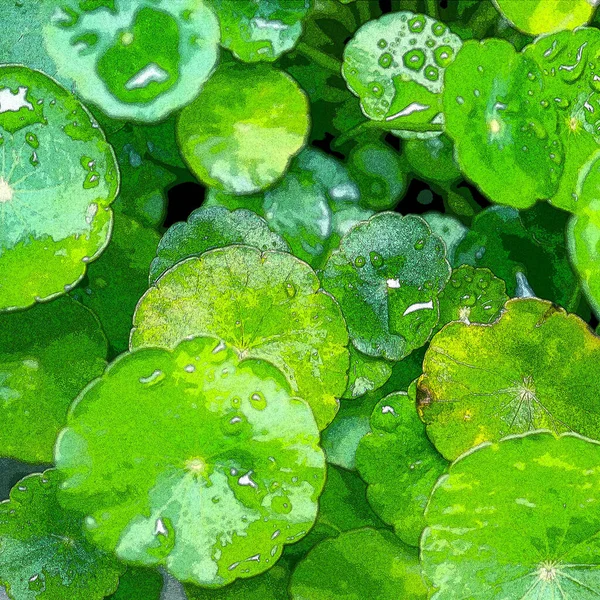 Green Circle Leaves Aquatic Plants Bright Natural Fresh Background Greenery — Stockfoto