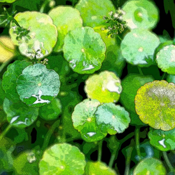 Green Circle Leaves Aquatic Plants Bright Natural Fresh Background Greenery — Stock fotografie