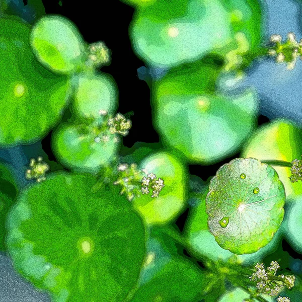 Círculo Verde Parte Plantas Aquáticas Fundo Fresco Natural Brilhante Verdura — Fotografia de Stock