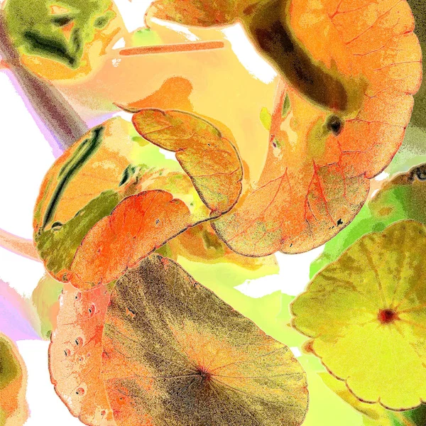 Yeşil çember ayrılıyor. Su bitkileri. Parlak, doğal, taze bir geçmiş. Yeşillik. Arkaplan veya duvar kağıdı için.