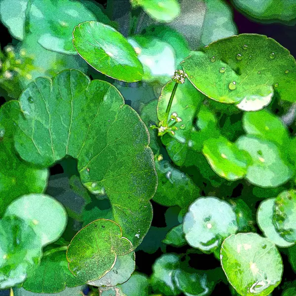 Green Circle Leaves Aquatic Plants Bright Natural Fresh Background Greenery — Stockfoto