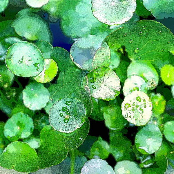 绿圈离开 水生植物 明亮的自然新鲜的背景 绿色的 背景或墙纸 — 图库照片