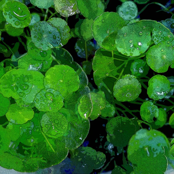 Green Circle Leaves Aquatic Plants Bright Natural Fresh Background Greenery — Stock fotografie