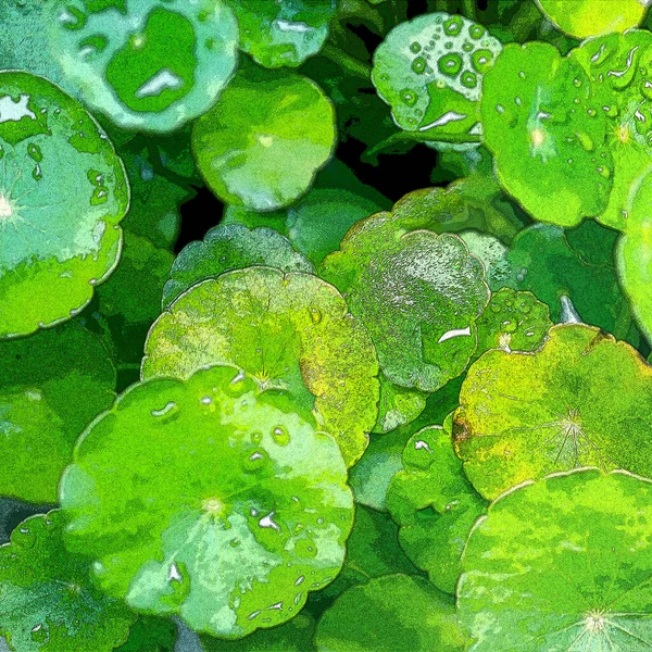 Green Circle Leaves Aquatic Plants Bright Natural Fresh Background Greenery — 图库照片