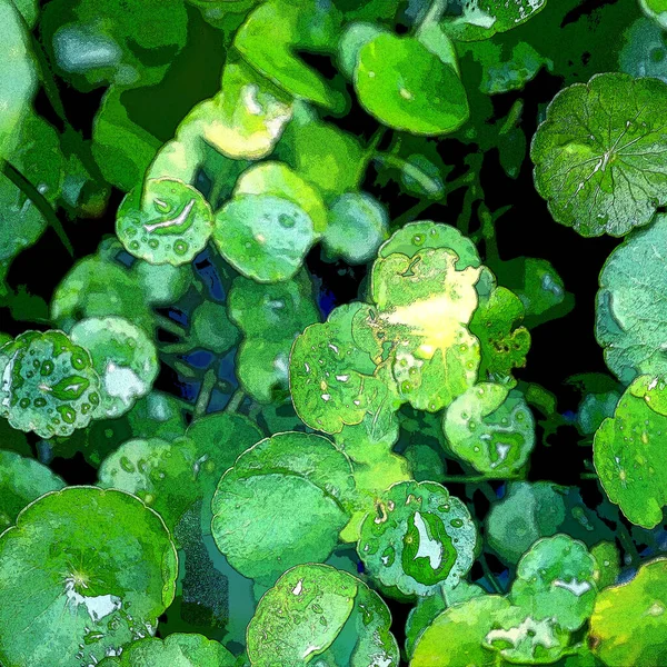 Green Circle Leaves Aquatic Plants Bright Natural Fresh Background Greenery — Stockfoto