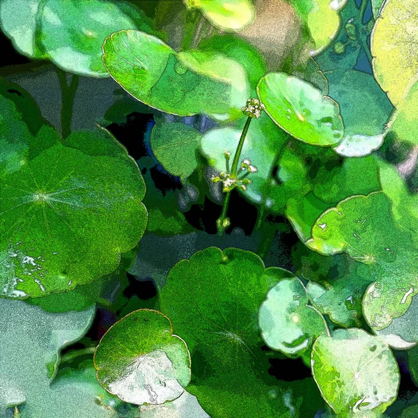 Green Circle Leaves Aquatic Plants Bright Natural Fresh Background Greenery — Foto Stock