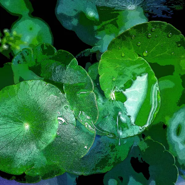 Green Circle Leaves Aquatic Plants Bright Natural Fresh Background Greenery — Stockfoto