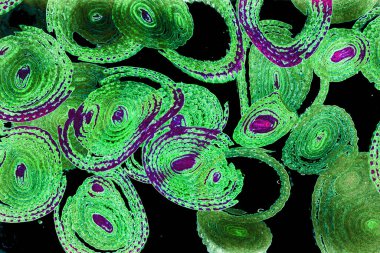 Renkli basit arka plan, dalgalı etkisi. Etkisi noktalarla. Ritmik ses parçacıklar. Tahıl doku. Renkli darbeleri ile duvar kağıdı. Duvar iç tasarım, lockscreen, paket için desen