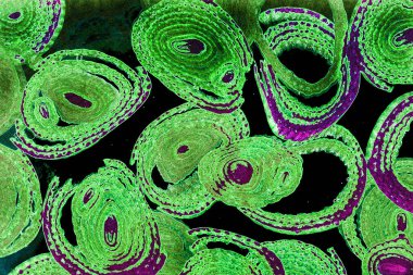 Renkli basit arka plan, dalgalı etkisi. Etkisi noktalarla. Ritmik ses parçacıklar. Tahıl doku. Renkli darbeleri ile duvar kağıdı. Duvar iç tasarım, lockscreen, paket için desen