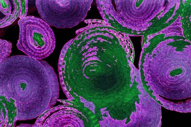 Renkli basit arka plan, dalgalı etkisi. Etkisi noktalarla. Ritmik ses parçacıklar. Tahıl doku. Renkli darbeleri ile duvar kağıdı. Duvar iç tasarım, lockscreen, paket için desen