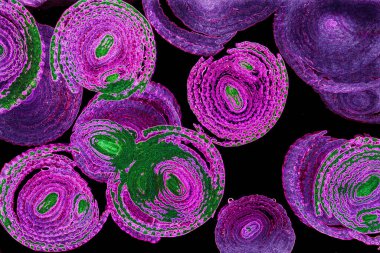 Renkli basit arka plan, dalgalı etkisi. Etkisi noktalarla. Ritmik ses parçacıklar. Tahıl doku. Renkli darbeleri ile duvar kağıdı. Duvar iç tasarım, lockscreen, paket için desen