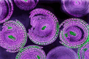 Renkli basit arka plan, dalgalı etkisi. Etkisi noktalarla. Ritmik ses parçacıklar. Tahıl doku. Renkli darbeleri ile duvar kağıdı. Duvar iç tasarım, lockscreen, paket için desen