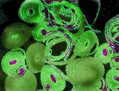 Renkli basit arka plan, dalgalı etkisi. Etkisi noktalarla. Ritmik ses parçacıklar. Tahıl doku. Renkli darbeleri ile duvar kağıdı. Duvar iç tasarım, lockscreen, paket için desen