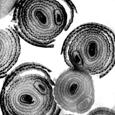 Mürekkep, soyut sanat, soyut çizgiler. Doku arka planı. düzensiz desen. Moda tasarımı. Ritmik gürültü parçacıkları. paketleme deseni