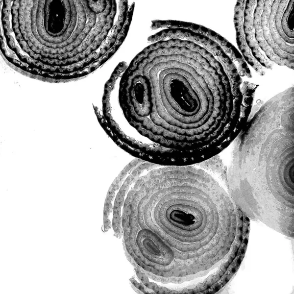 Чорнило Абстрактне Мистецтво Абстрактні Лінії Тло Текстури Неправильний Візерунок Модний — стокове фото