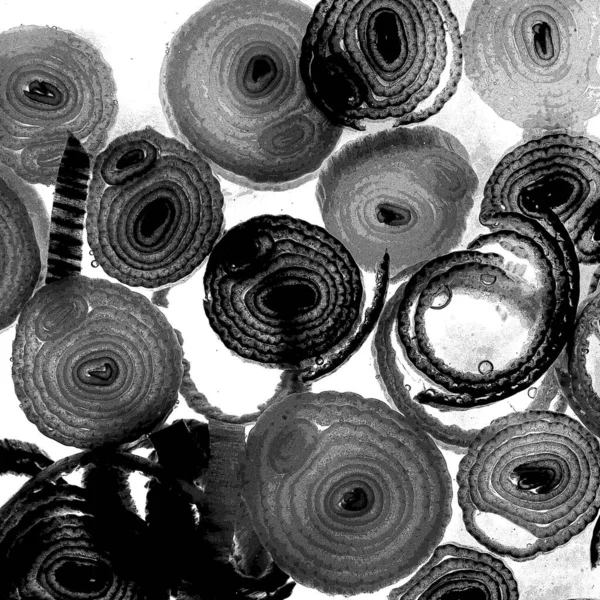 Чорнило Абстрактне Мистецтво Абстрактні Лінії Тло Текстури Неправильний Візерунок Модний — стокове фото