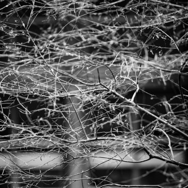 Yaprakları ve çiçek çizgileri olan zarif, pürüzsüz bir desen. Çiçek deseni. Soyut arkaplan.