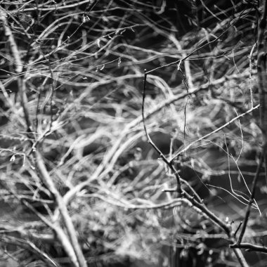 Yaprakları ve çiçek çizgileri olan zarif, pürüzsüz bir desen. Çiçek deseni. Soyut arkaplan.