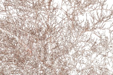 Yaprakları ve çiçek çizgileri olan zarif, pürüzsüz bir desen. Çiçek deseni. Soyut arkaplan.