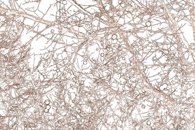 Yaprakları ve çiçek çizgileri olan zarif, pürüzsüz bir desen. Çiçek deseni. Soyut arkaplan.