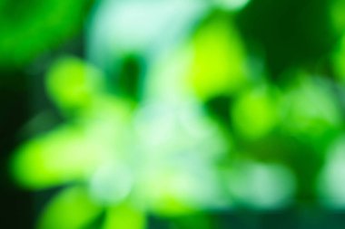 Yaprakları ve çiçek çizgileri olan zarif, pürüzsüz bir desen. Çiçek deseni. Soyut arkaplan.