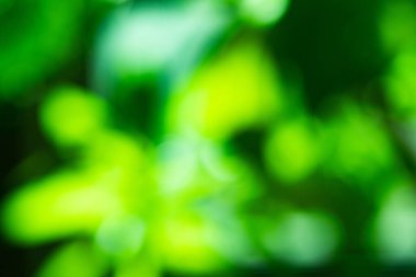 Yaprakları ve çiçek çizgileri olan zarif, pürüzsüz bir desen. Çiçek deseni. Soyut arkaplan.