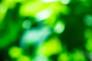 Yaprakları ve çiçek çizgileri olan zarif, pürüzsüz bir desen. Çiçek deseni. Soyut arkaplan.