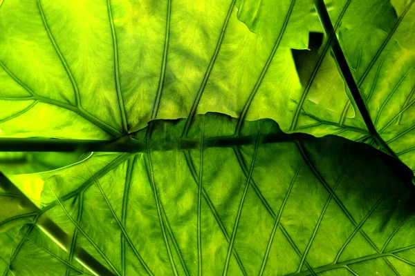 Yaprakları ve çiçek çizgileri olan zarif, pürüzsüz bir desen. Çiçek deseni. Soyut arkaplan.