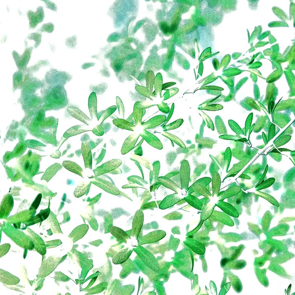 Безшовний Векторний Квітковий Візерунок Контурне Мистецтво Вітальних Листівок Дизайн Косметичної — стокове фото